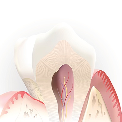 Animation of tooth pulp and nerve system